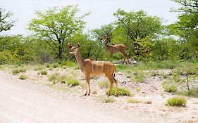 Etosha Safari Camp, Etosha National Park, Namibia